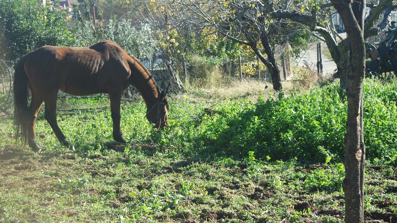 Agriturismo Masseria I Risi Guest House Santa Eufemia Lamezia Bagian luar foto